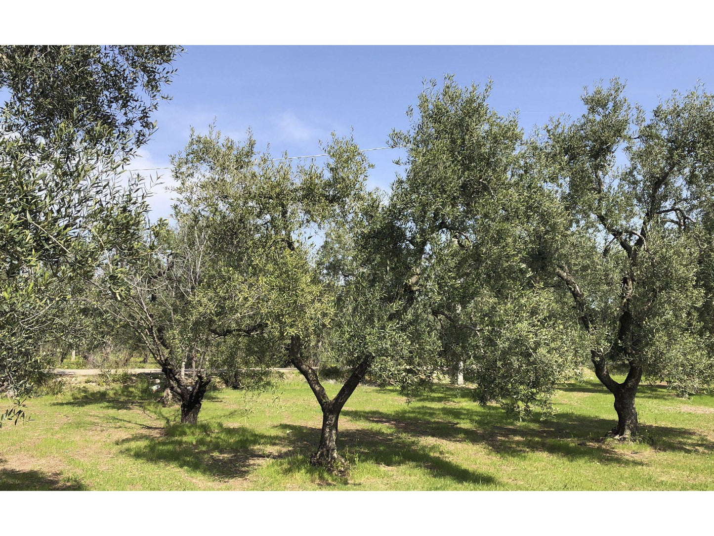 Gran Pregio Coratina (Apulia)