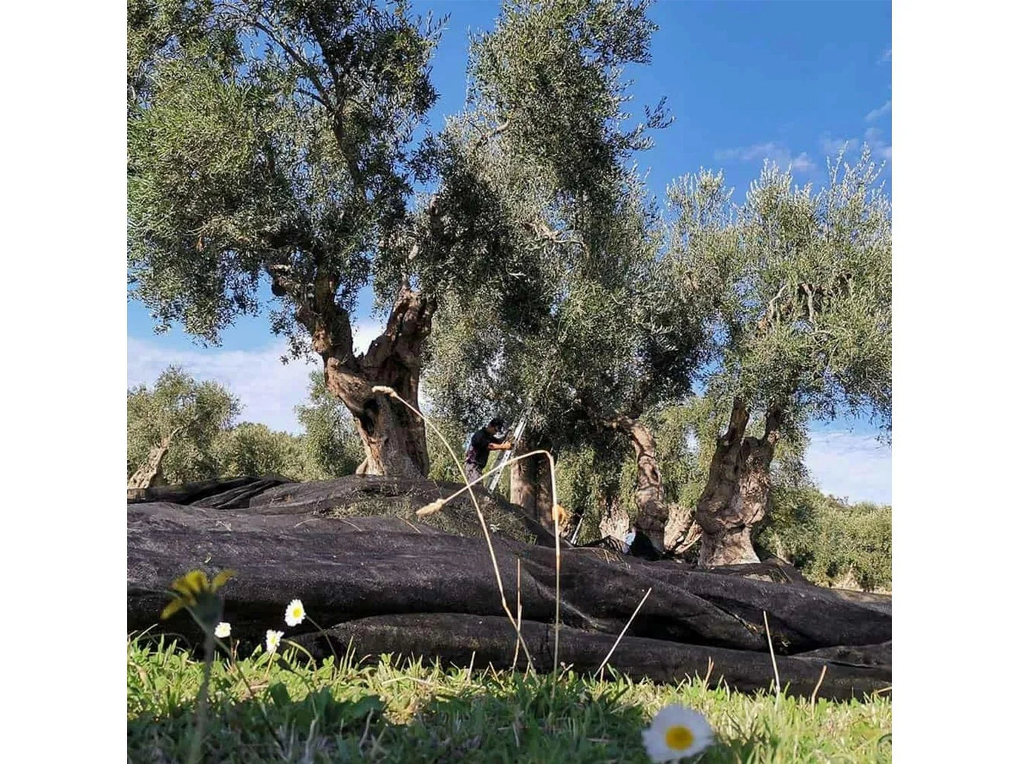 Clemente - Biobio (Apulia)