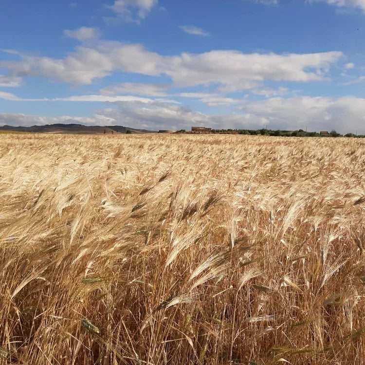 Old wheat varieties are the future!
