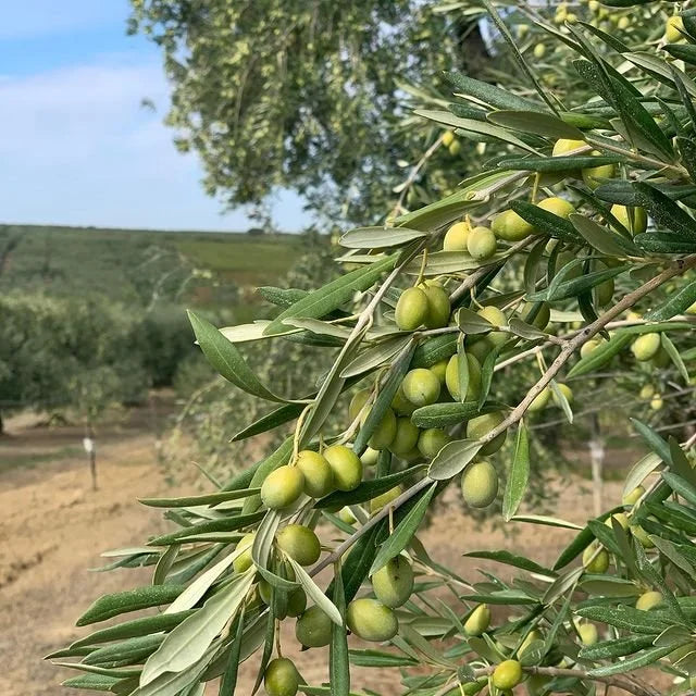 The Coratina variety, at the heart of the Apulian tradition
