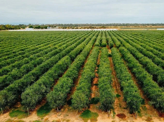 New Sustainable Models in Olive Growing
