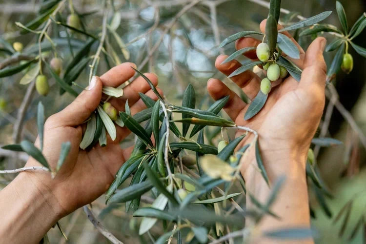 Athinoelia, the Green Gold of Laconia