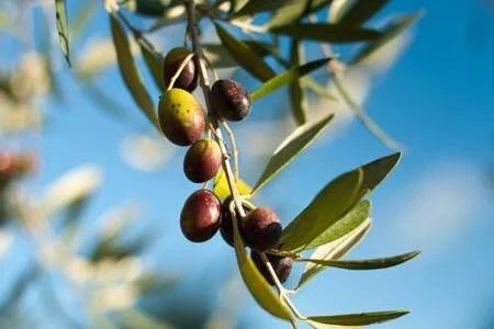 Discover the Frantoio Olive Variety