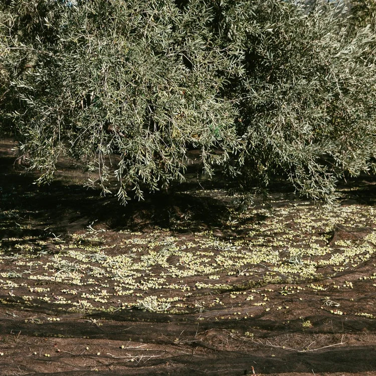 Olive Oil and Polyphenols
