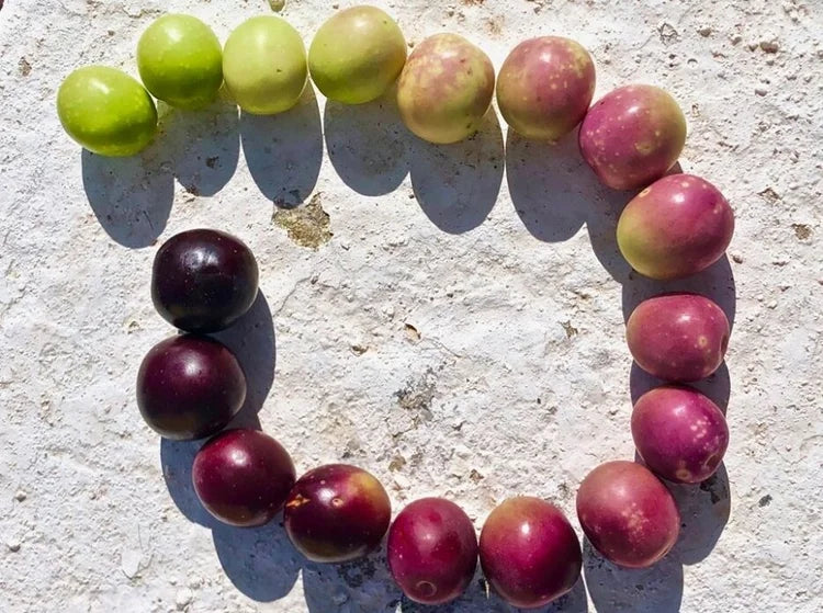 Why are our olive oils different?