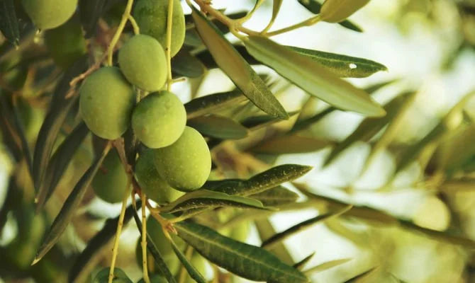 Nocellara del Belice: The Generosity of Sicily