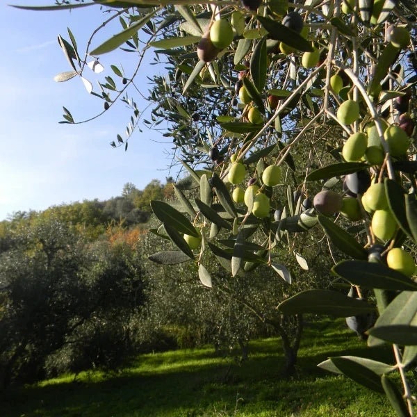 Taggiasca, an Olive Icon