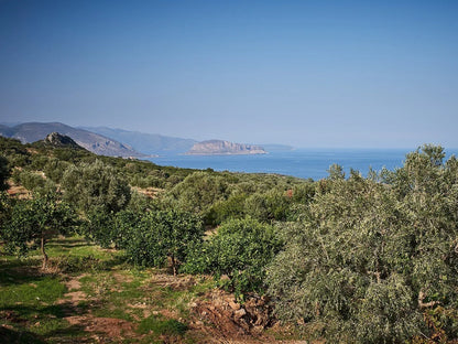 8K - Koroneiki (Peloponnese)