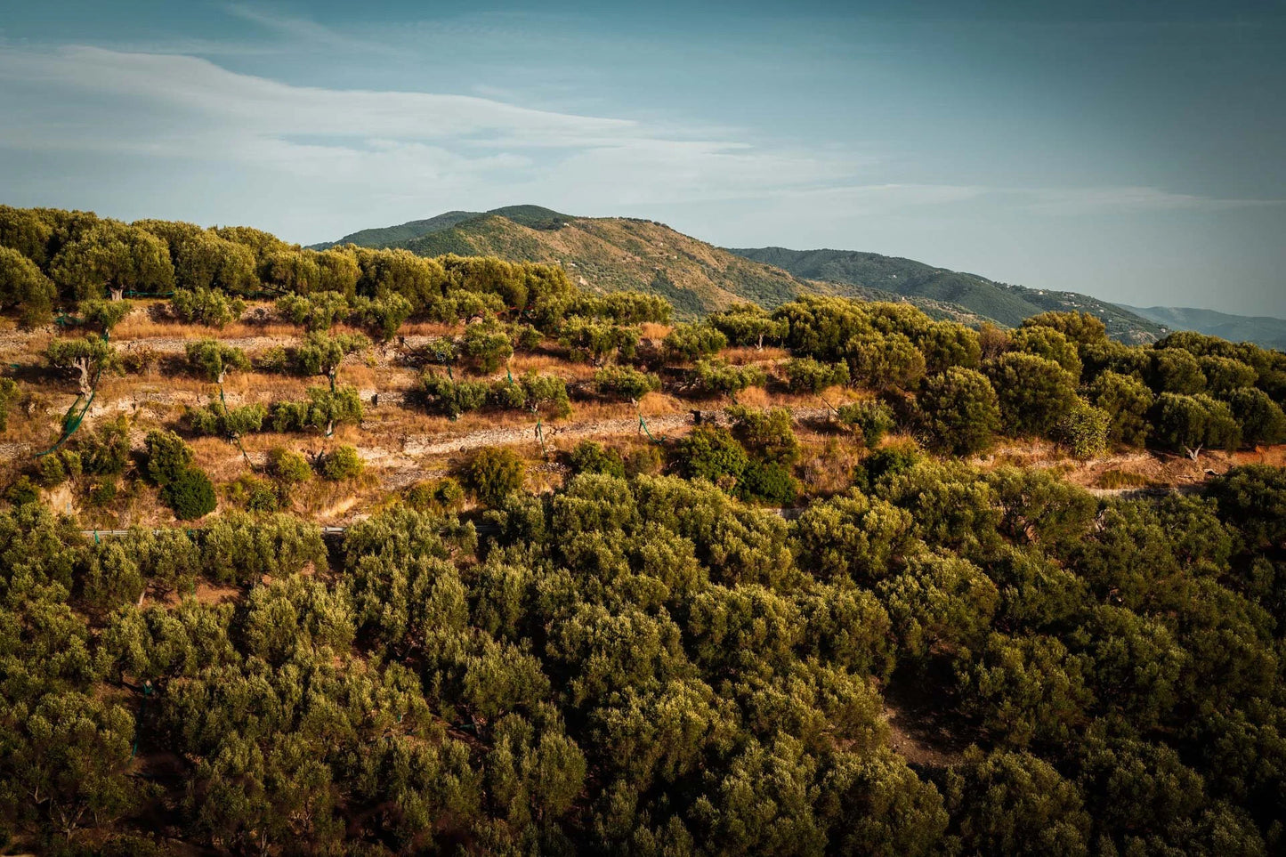 Fattoria Ambrosio - Idra (Campania)