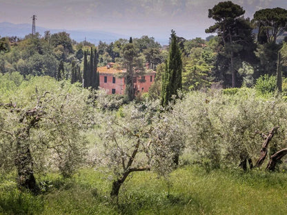 Frantoio Batta (Umbria)