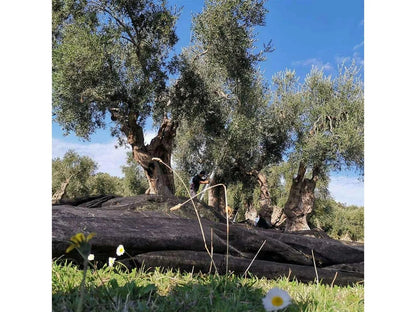 Clemente - Biobio (Apulia)