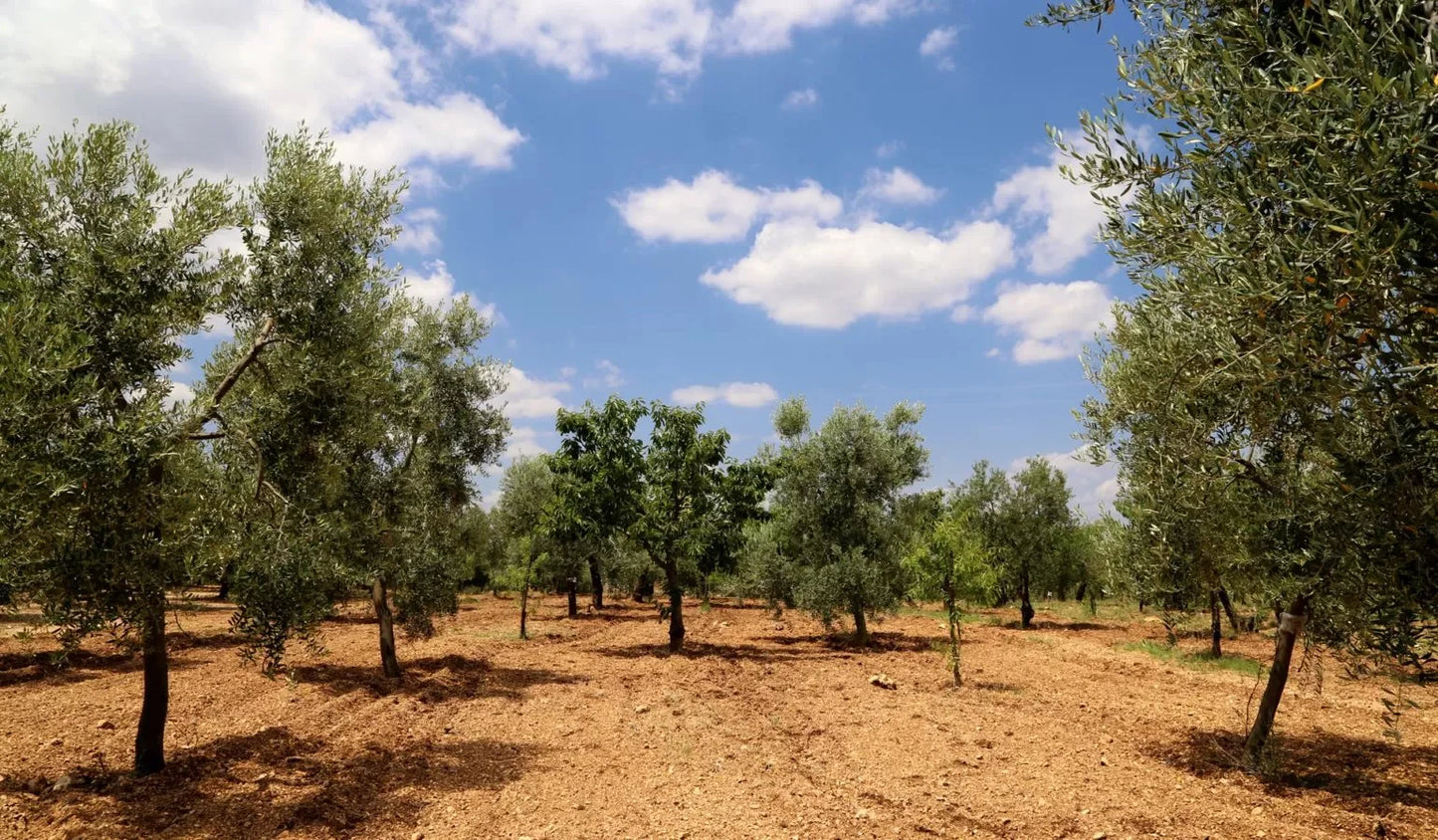 De Palma - Follia (Apulia)
