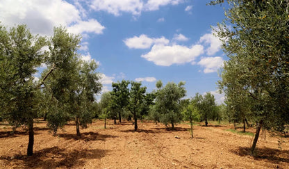 De Palma - Follia (Apulia)