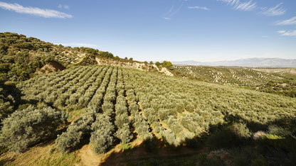 Tenute Librandi - Nocellara del belice (Calabria)