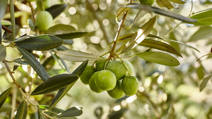 Tenute Librandi - Nocellara del belice (Calabria)