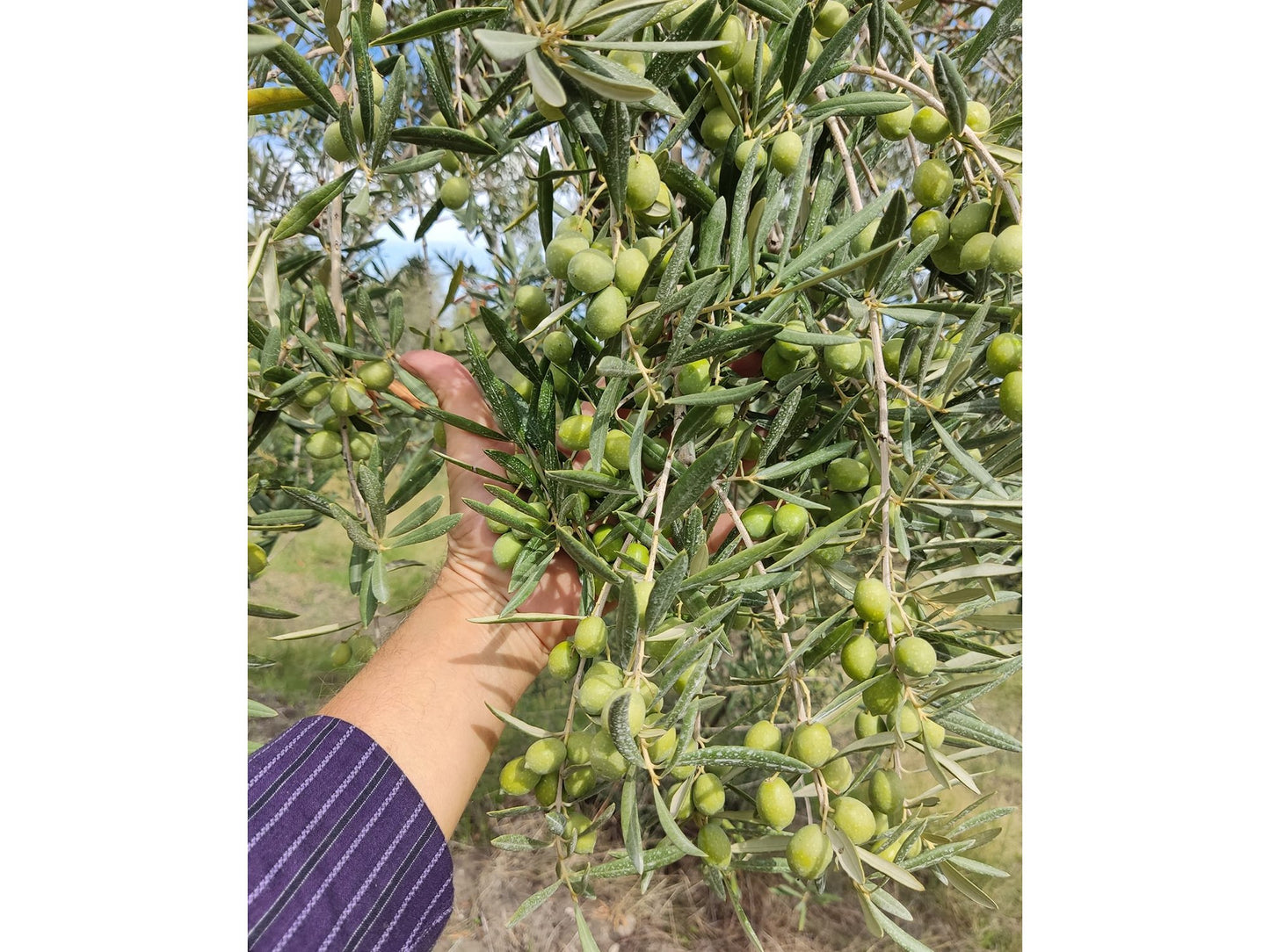 Giorgio Tamaro - Monocultivar Rumignana (Molise)