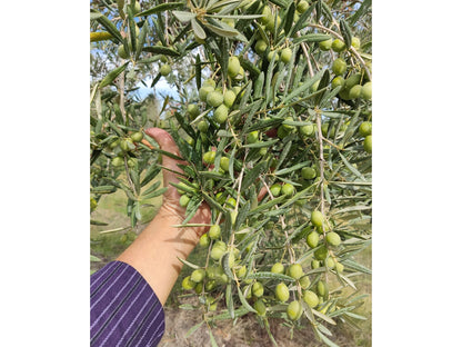 Giorgio Tamaro - Monocultivar Rumignana (Molise)