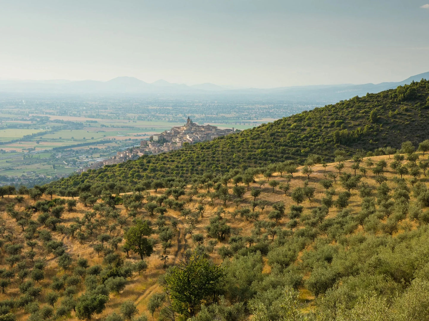 Frantoio Gaudenzi - Classe 24 (Umbria)