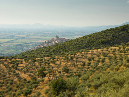Frantoio Gaudenzi - Classe 24 (Umbria)
